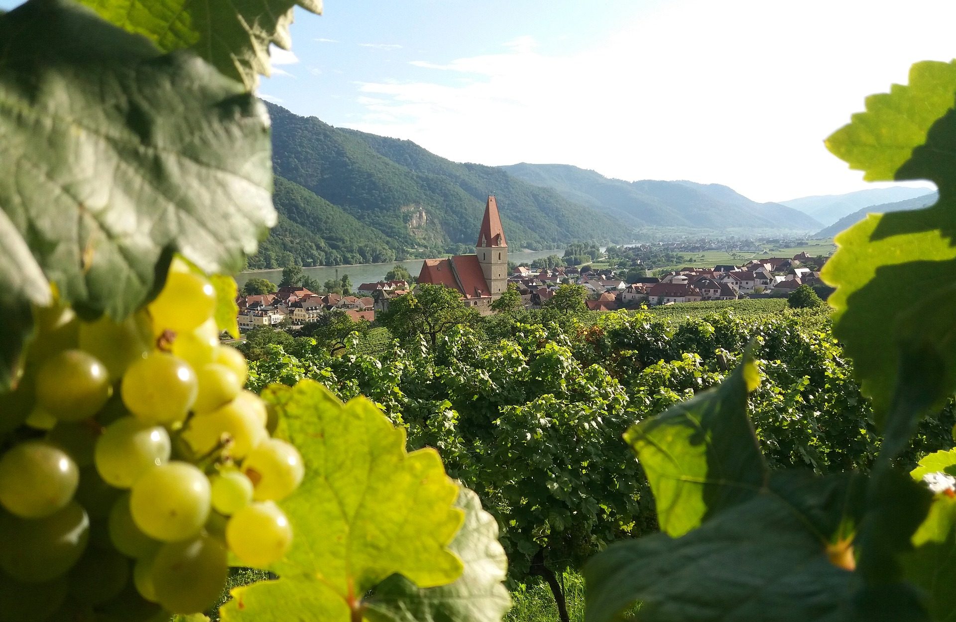 Widok na winnicę w Dolinie Wachau