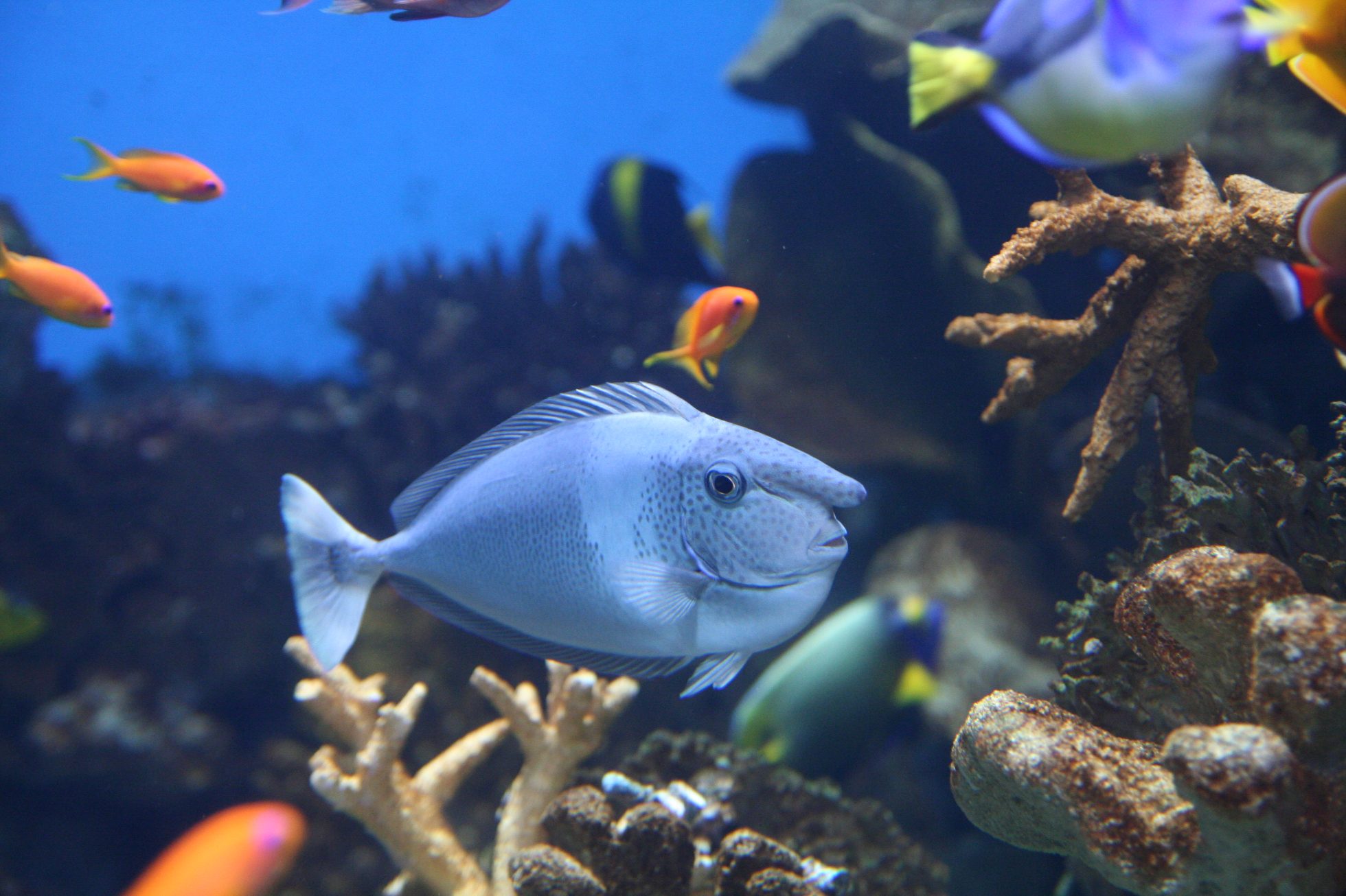 Oceanarium w Barcelonie, Hiszpania, Barcelona dla dzieci