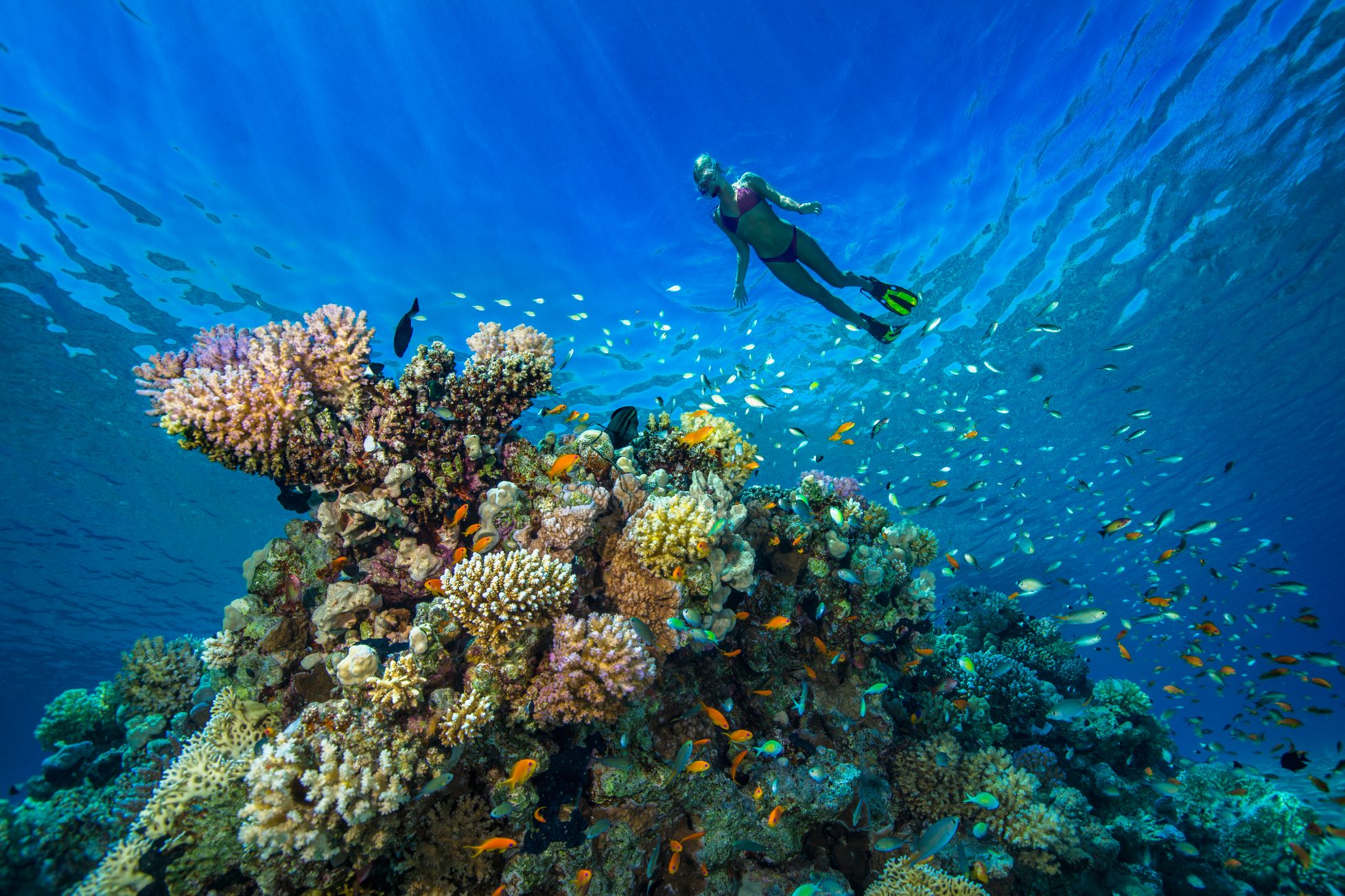 Snorkeling w Morzu Czerwonym, wakacje w Kairze