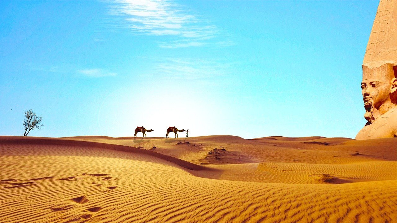 wielbłądy przemierzające pustynię Sahara, gdzie na wakacje w listopadzie