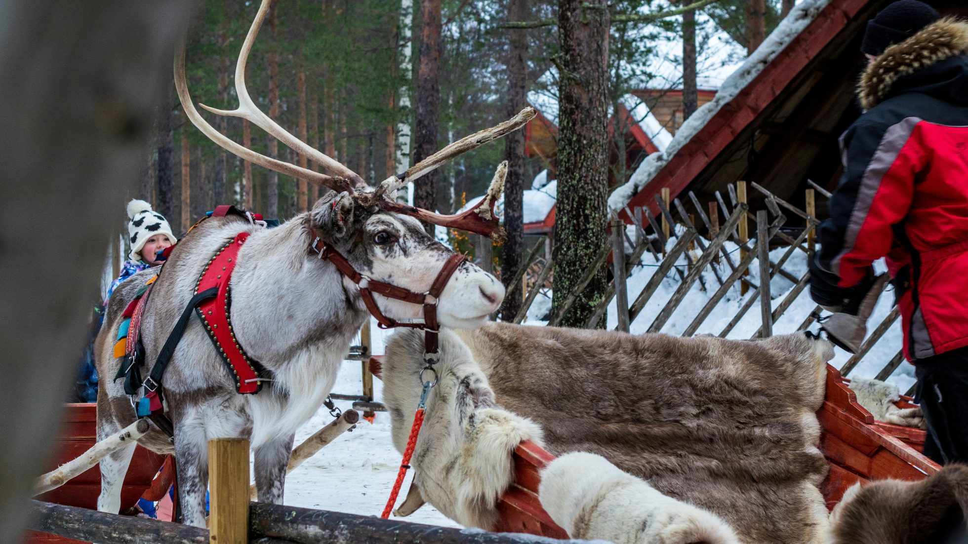 Renifery w Rovaniemi, zaprzężone w sanie świętego Mikołaja.