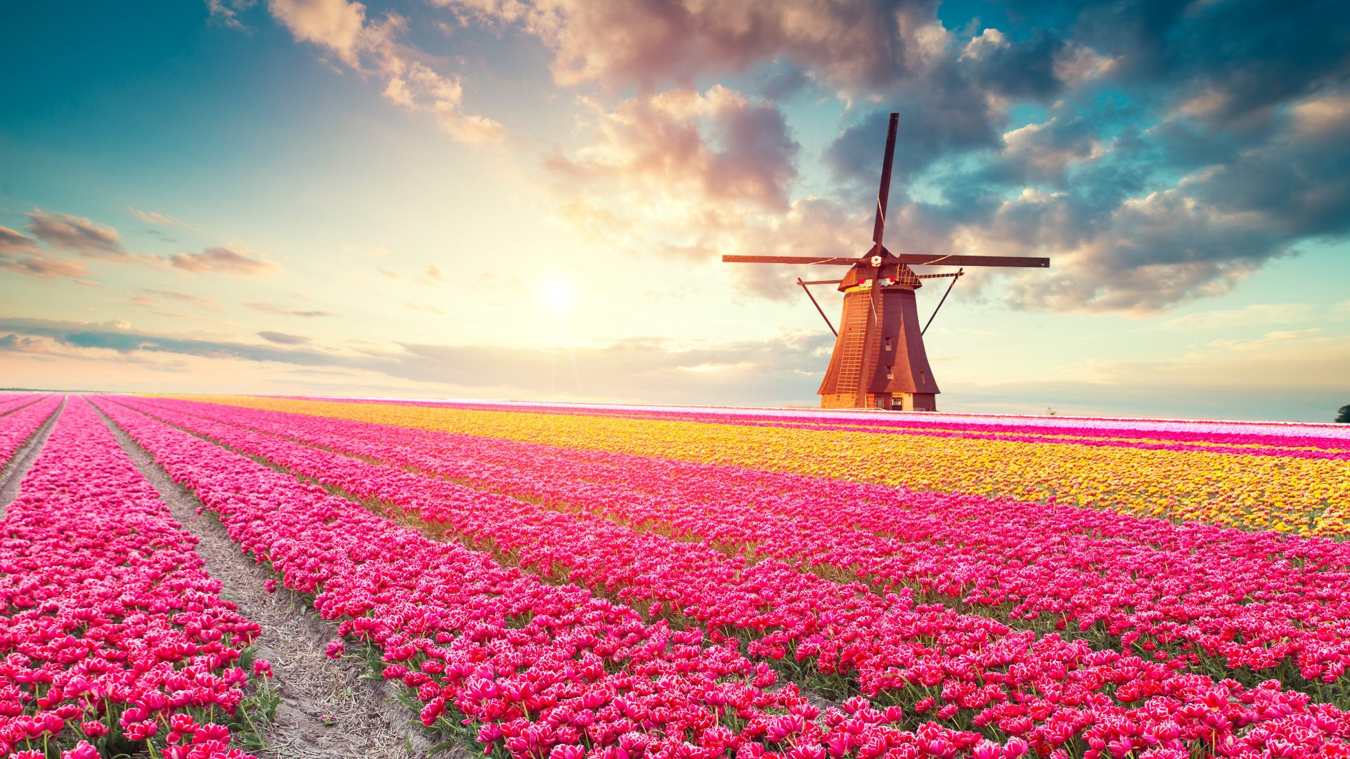 Tulipany i wiatrak w Amsterdamie