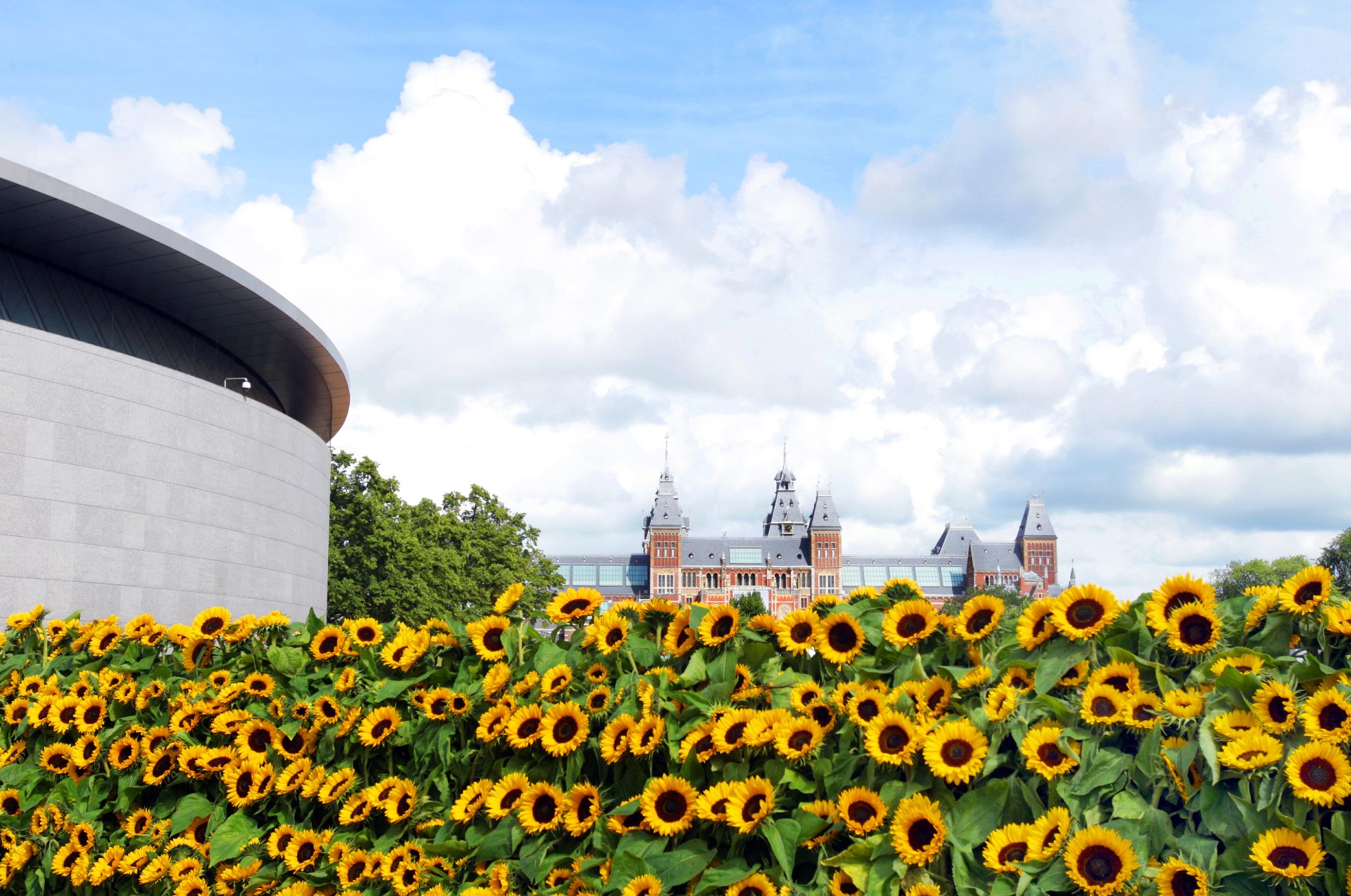 Słoneczniki z Muzeum Van Gogha, po lewej i Rijksmuseum w tle na placu Muzeum w Amsterdamie, Holandia. Zdjęcie: Paulo Amorim