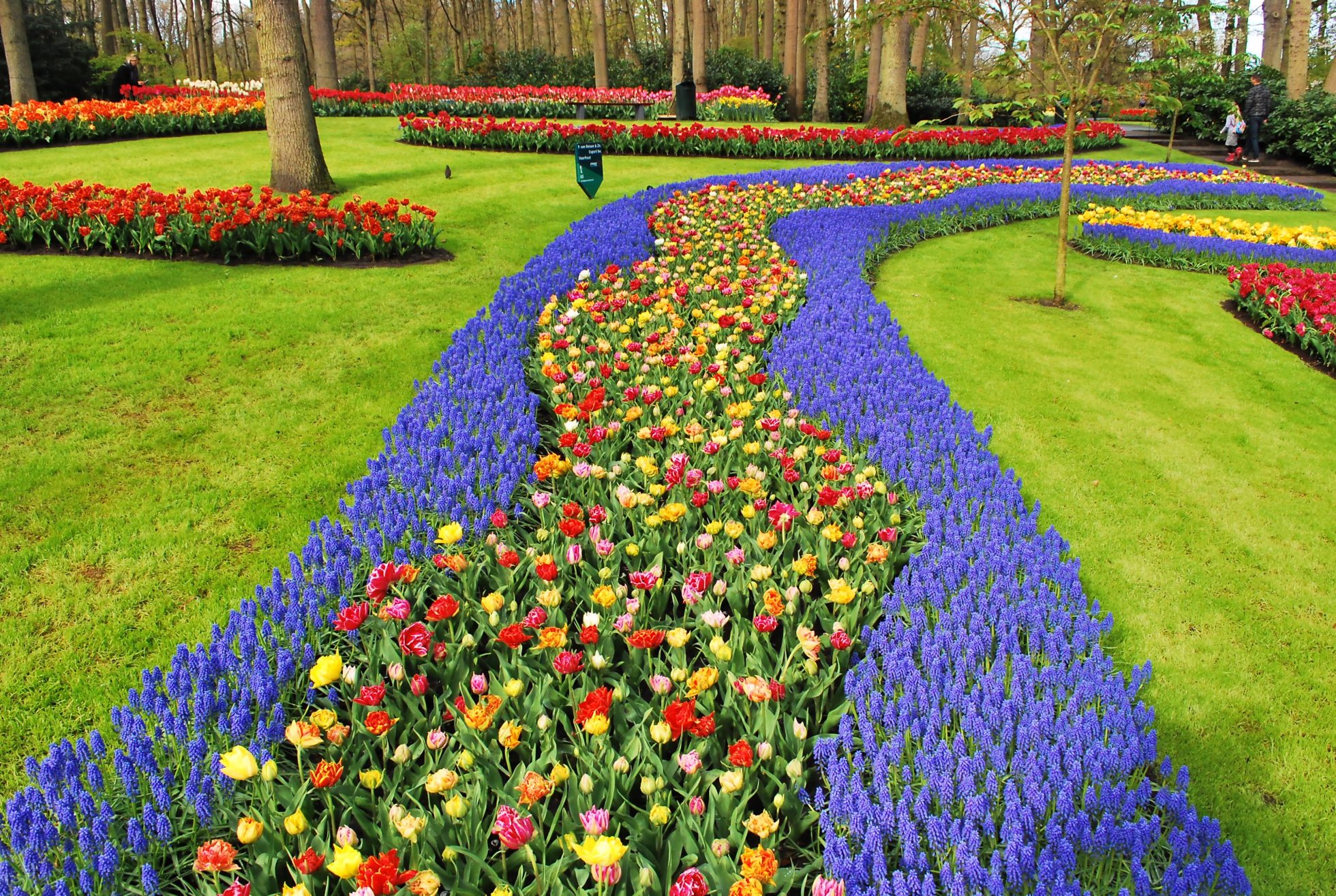 Ogród Keukenhof w Holandii