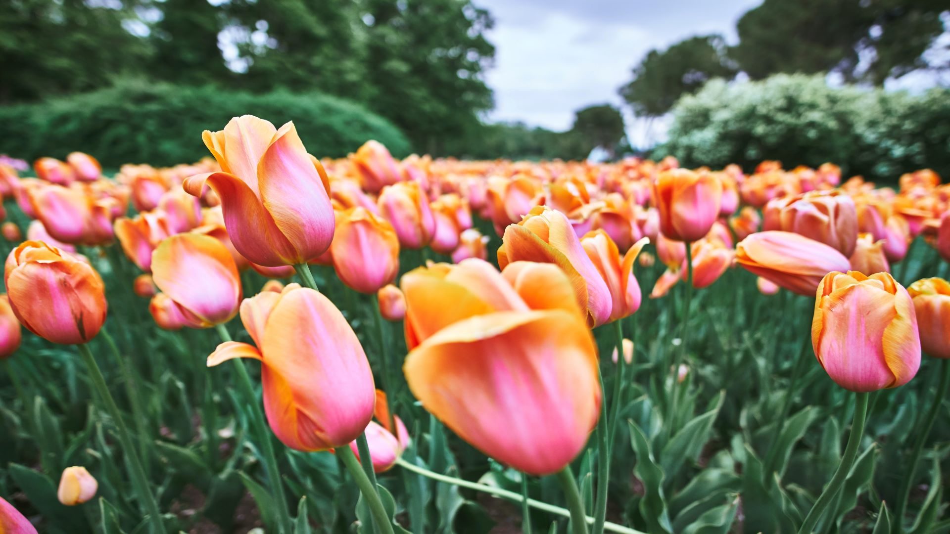 Tulipany w ogrodzie Keukenhof