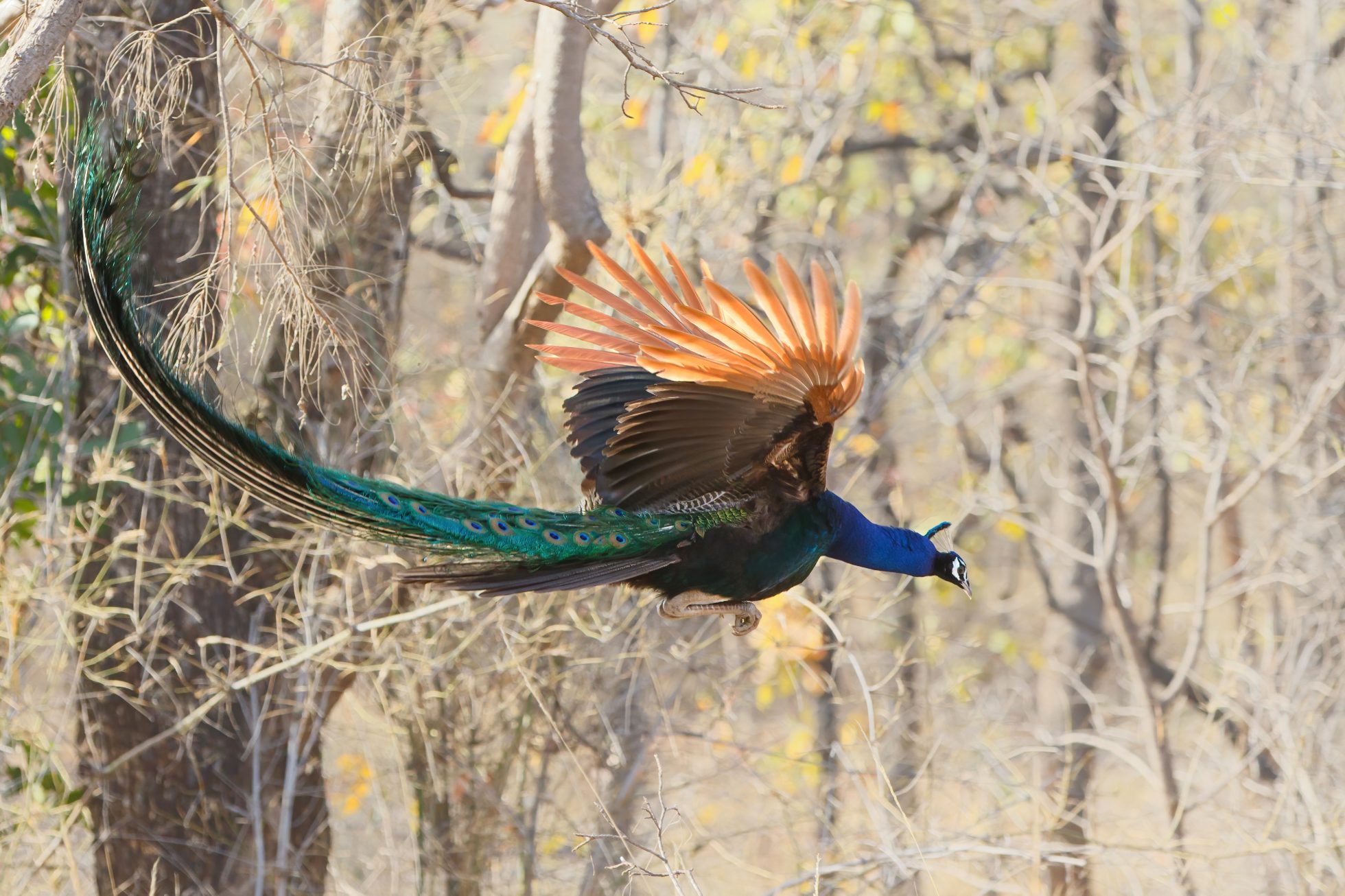 Zdjęcie przedstawia Kanha National Park w Indiach. Widoczny jest egzotyczny ptak w locie