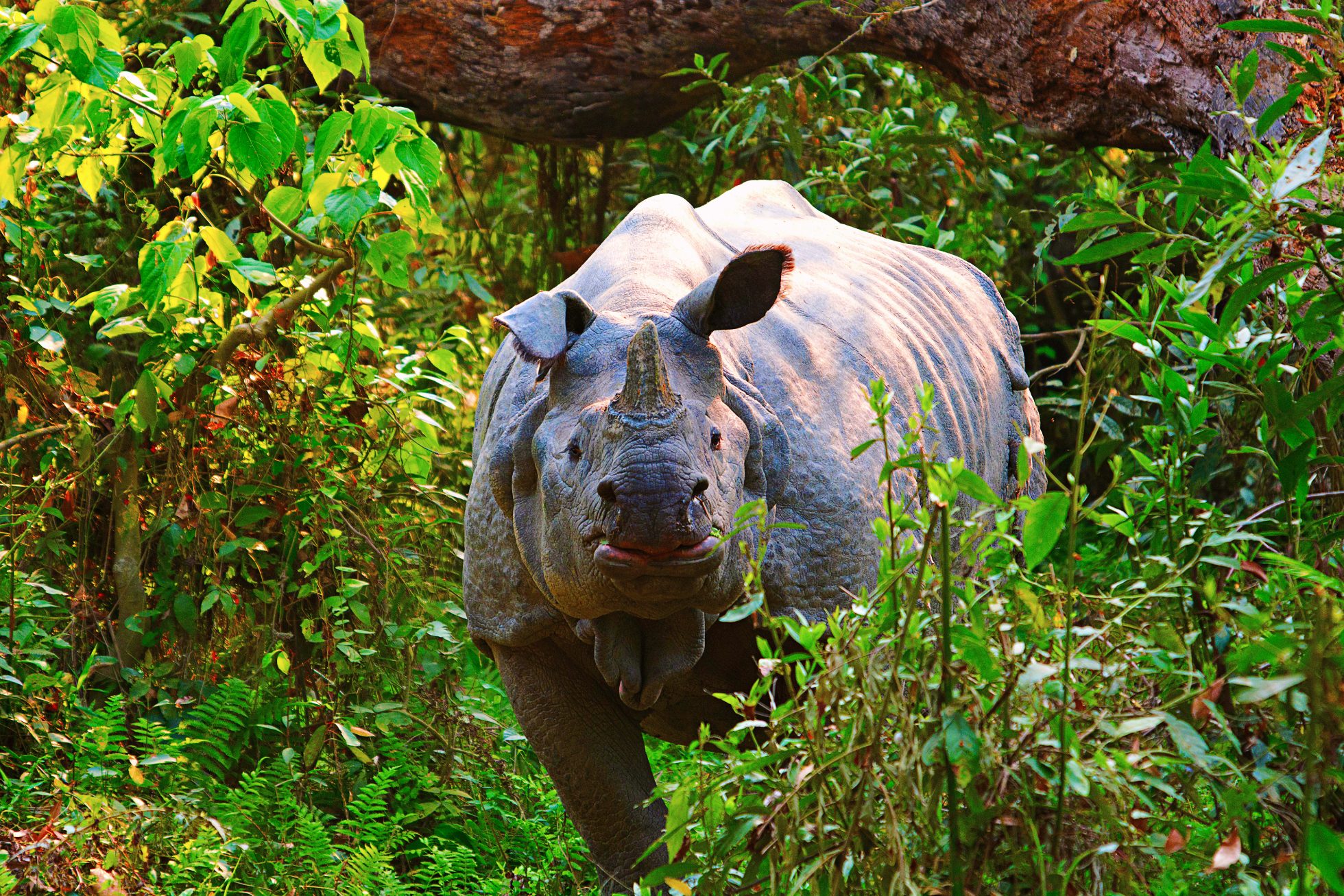Park Narodowy Kaziranga w Asamie, Indie. Zdjęcie przedstawia zieloną roślinność i nosorożca