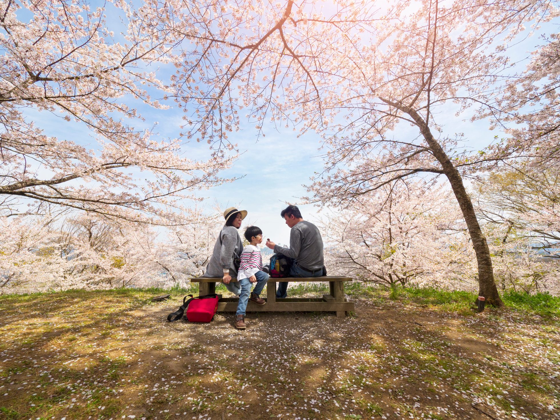 Rodzina odpoczywa w parku wśród różowych kwiatków wiśni w Japonii