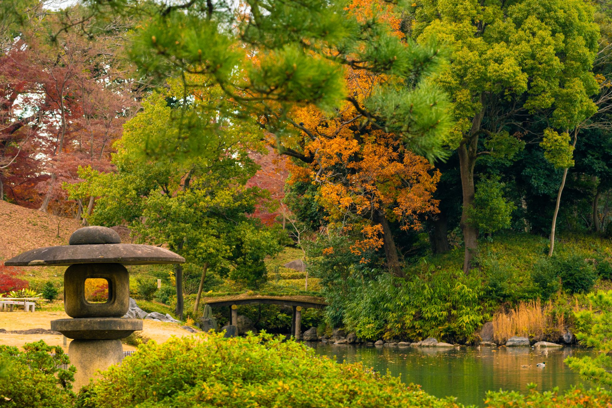 Park Rikugien w Tokio w jesiennych kolorach.