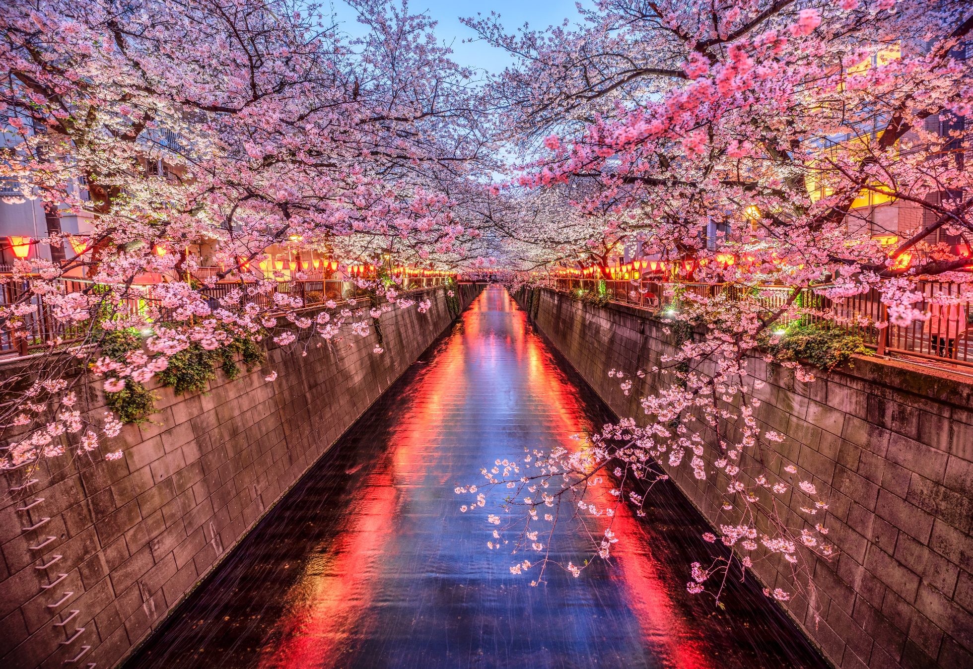 Floating pink cherry flowers in Tokyo in the evening