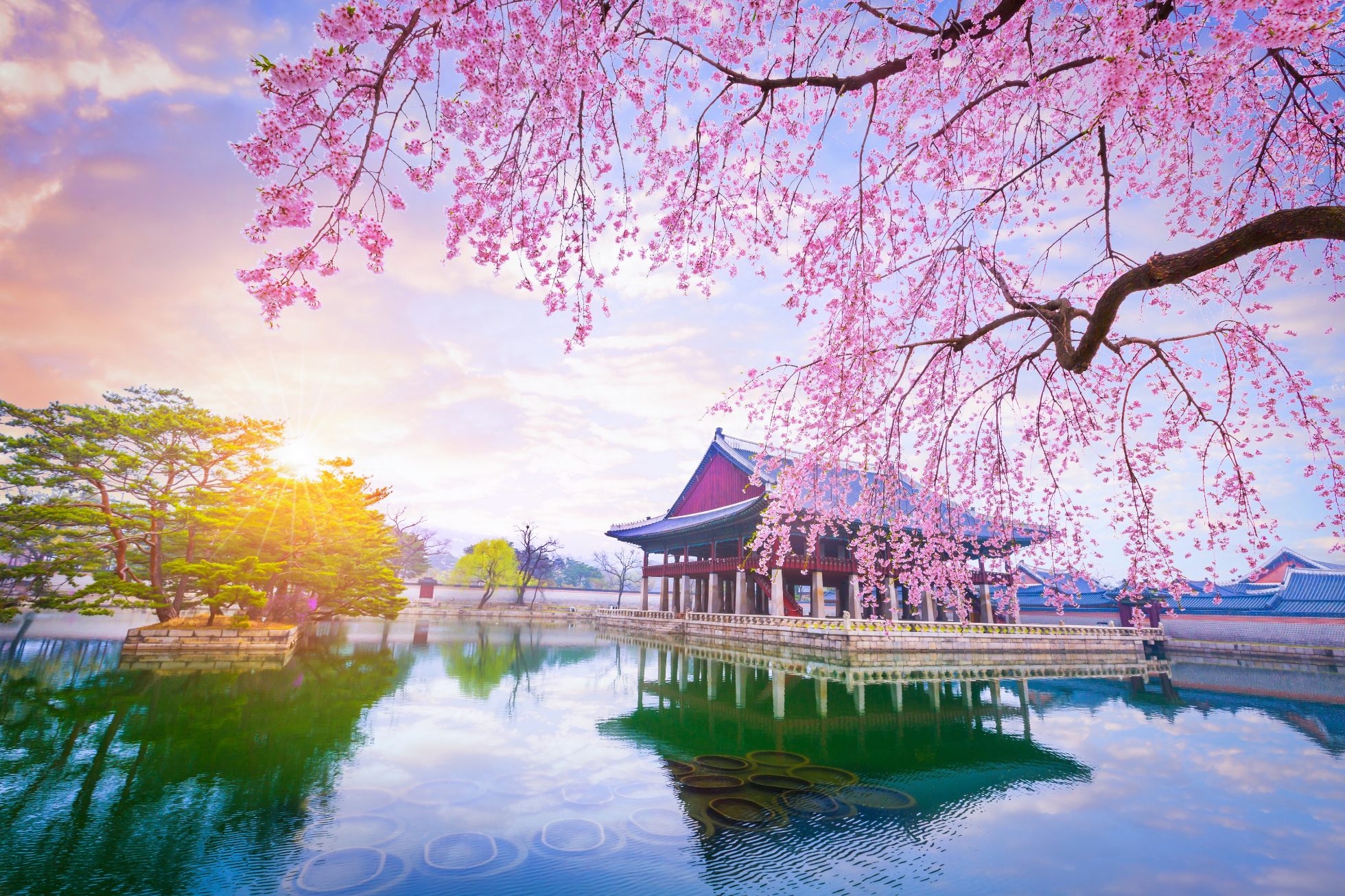 Pałac Gyeongbokgung wiosną w otoczeniu drzew kwitnącej wiśni, atrakcje Seulu