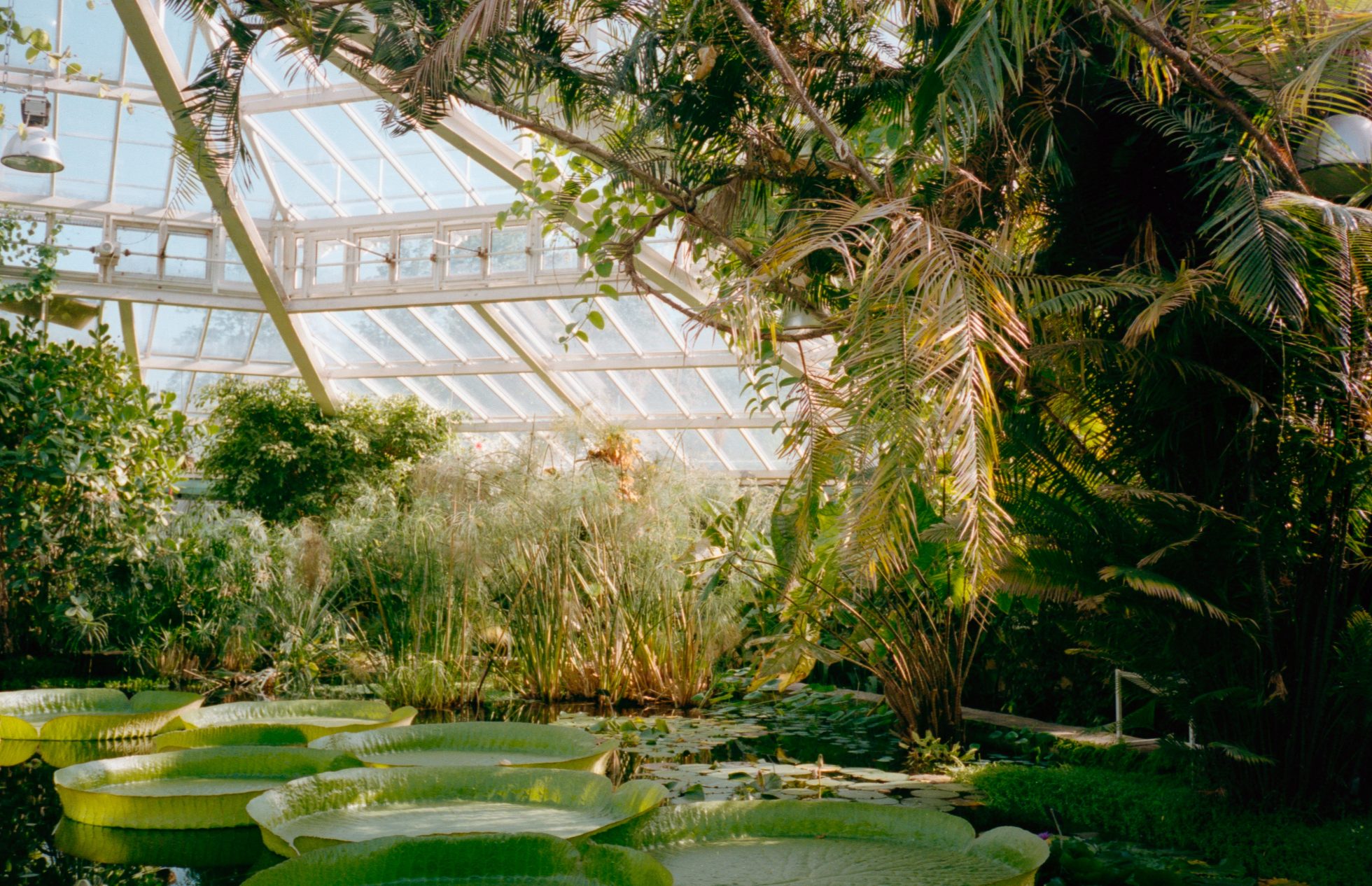Ogród botaniczny w Zurychu