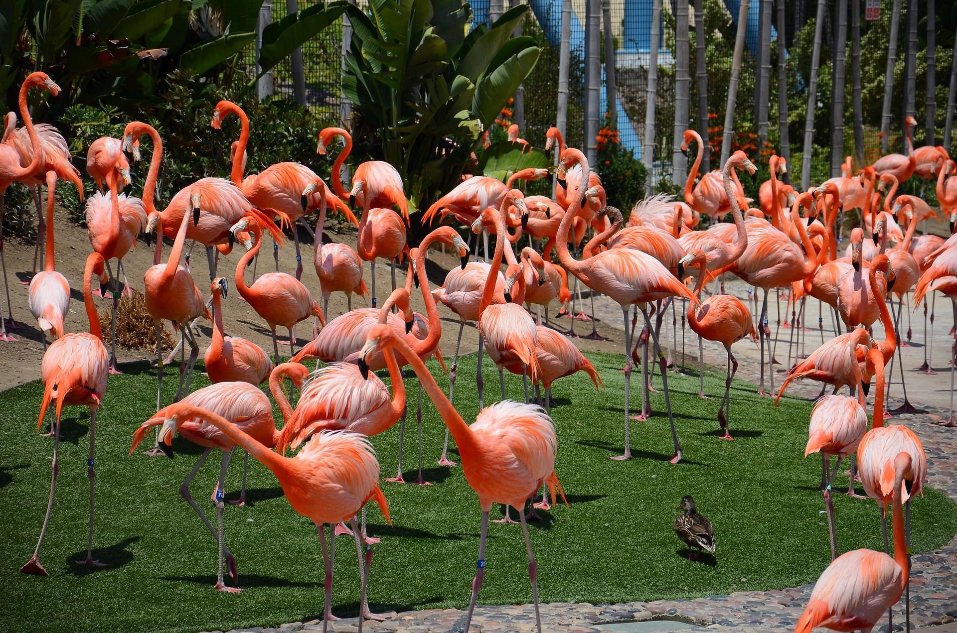 Wybieg dla flamingów w zoo. Co robić z dziećmi w Miami?