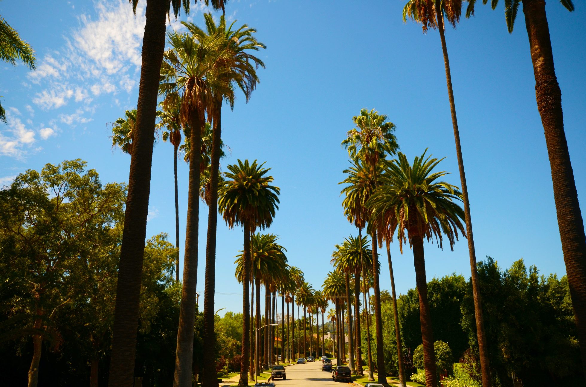 palmy wzdłuż ulicy w Los Angeles, atrakcje Los Angeles