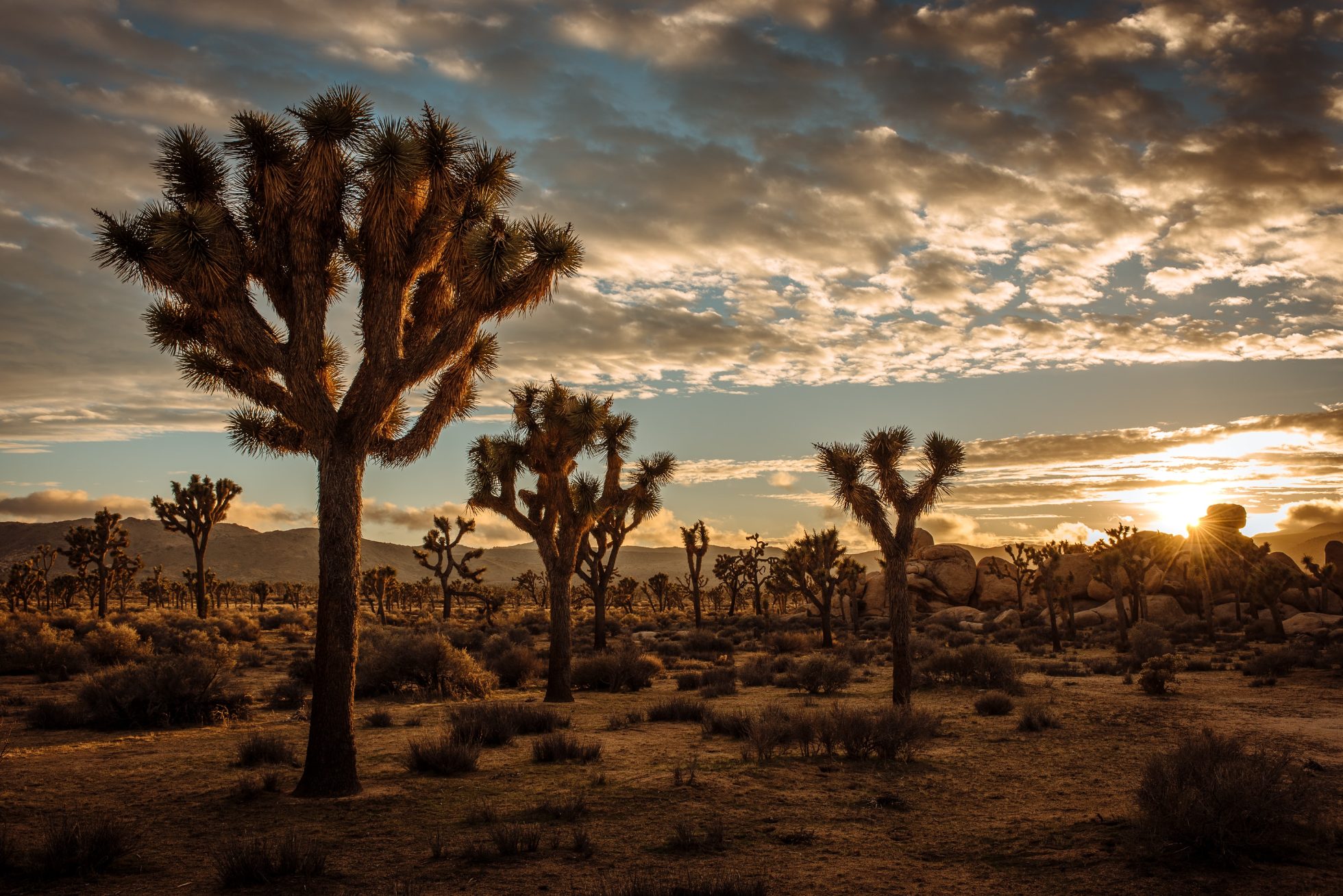 Drzewa Jozuego w parku narodowym Joshua Tree w USA