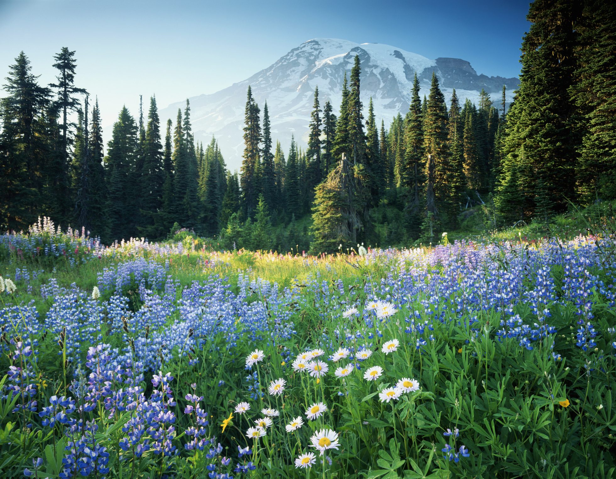Park Narodowy Mount Rainier w USA