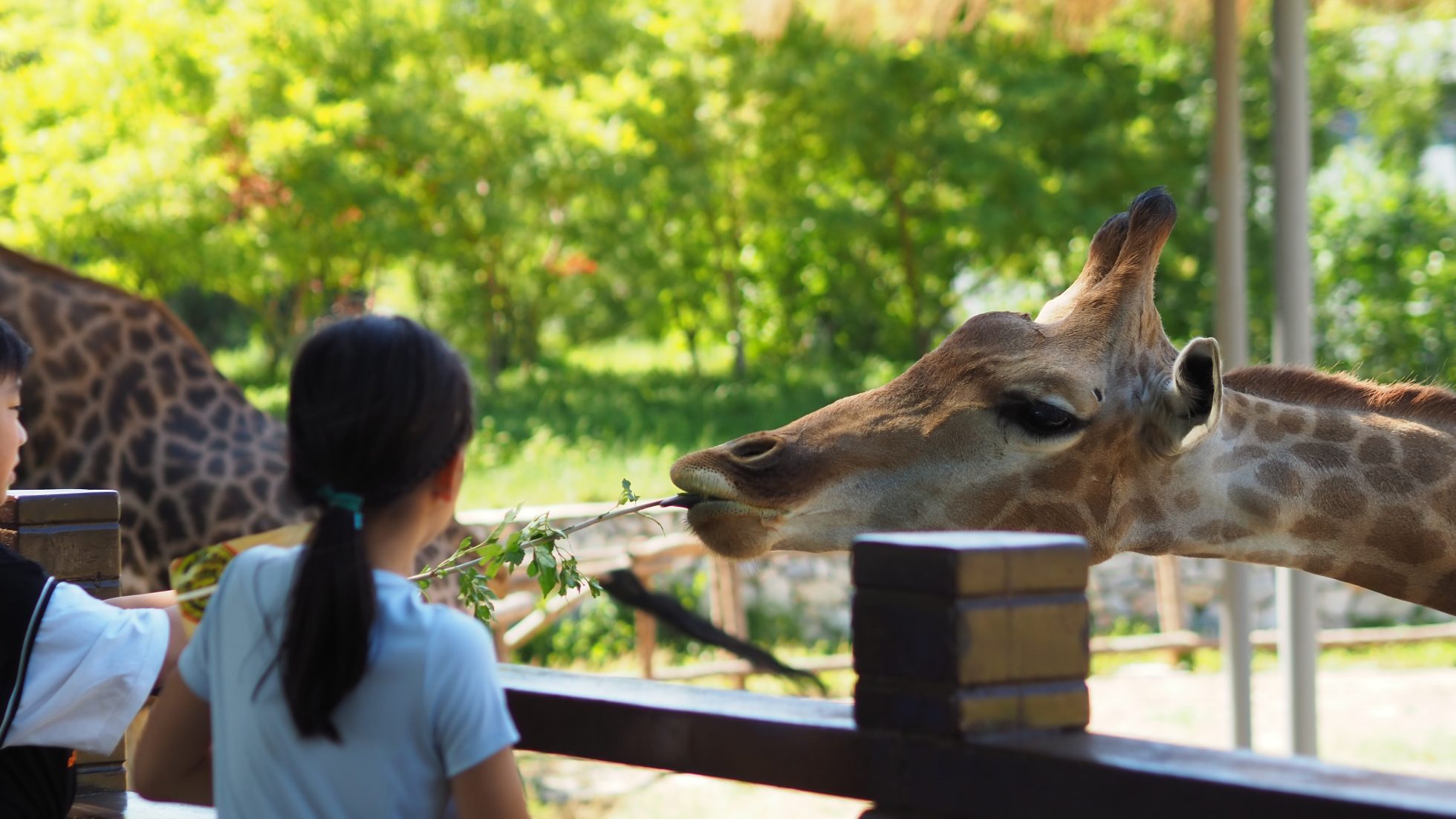Wybieg z żyrafami w zoo