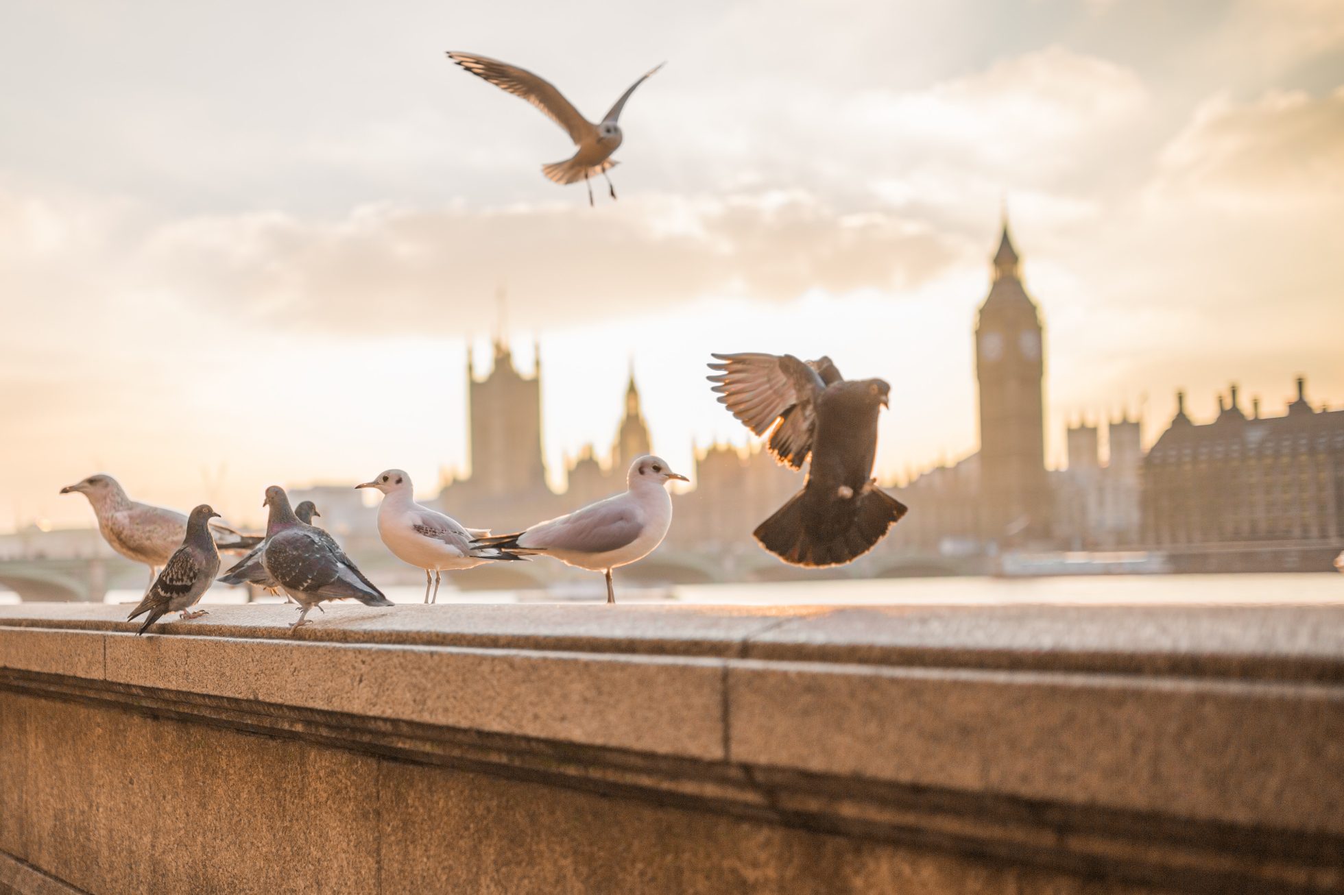 Gołębie na tle londyńskiej panoramy