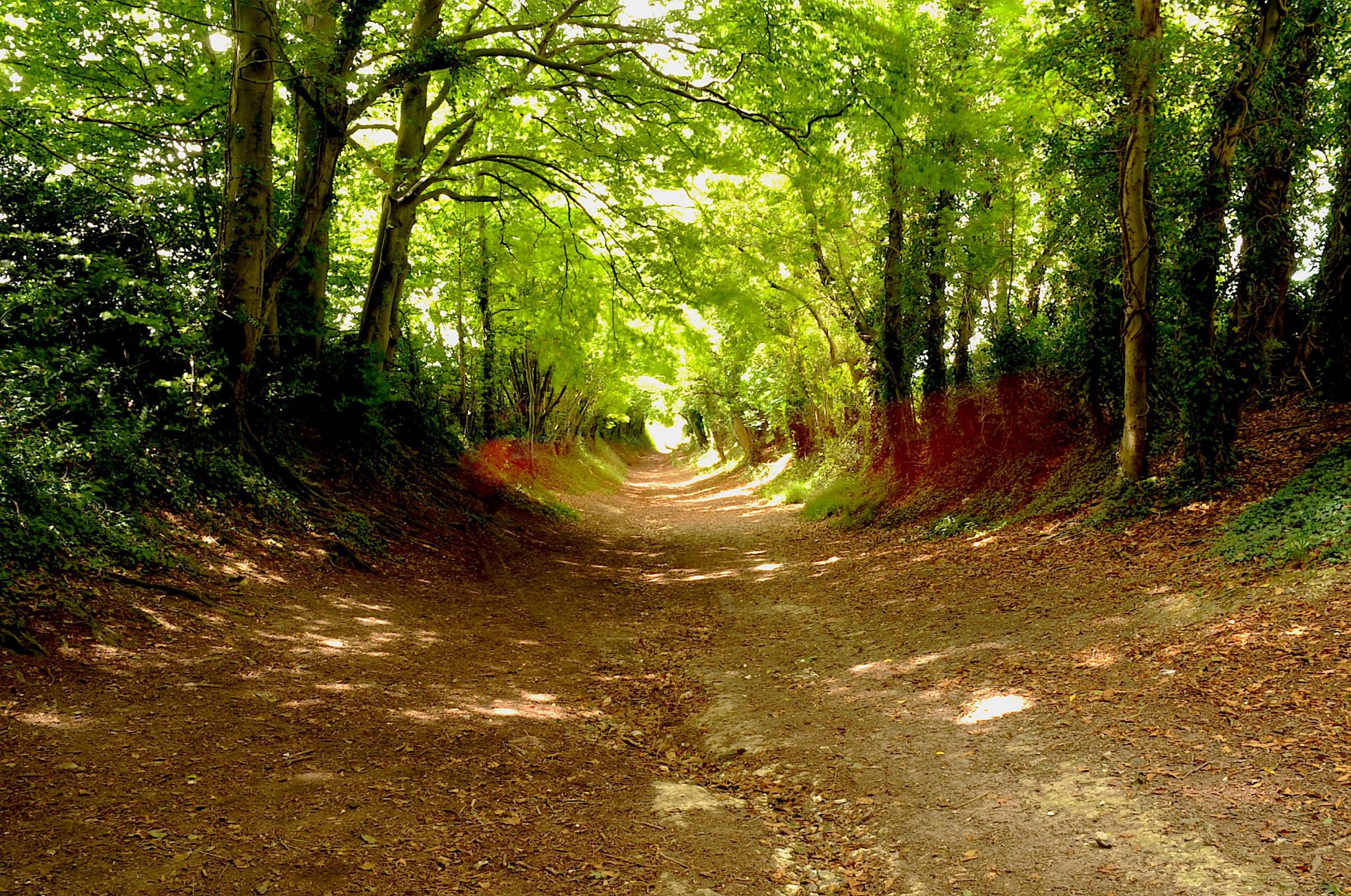 Romantic forest tunnel in Halnaker, UK