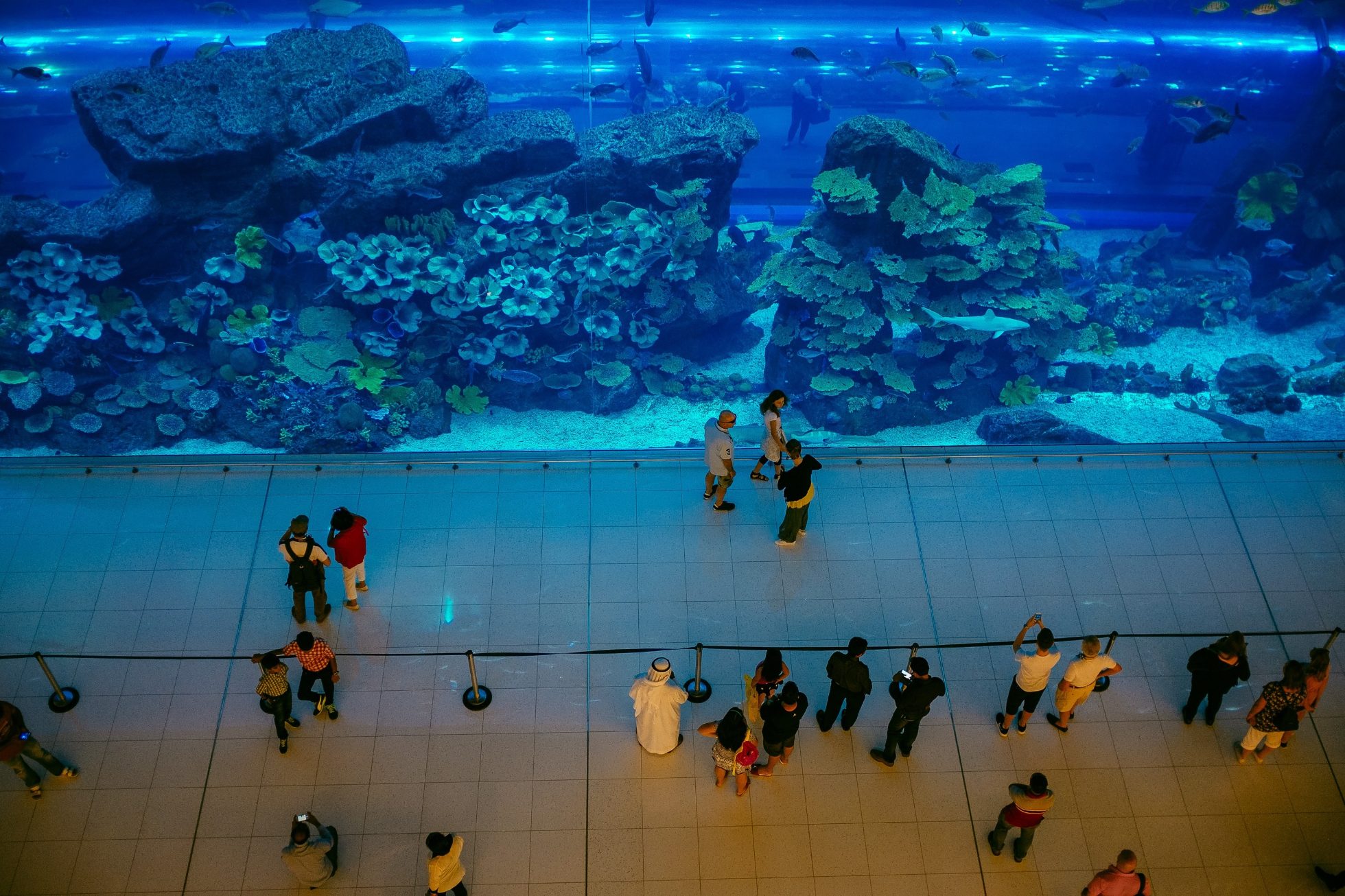 Wielkie akwarium w Dubai Mall, atrakcje Dubaju