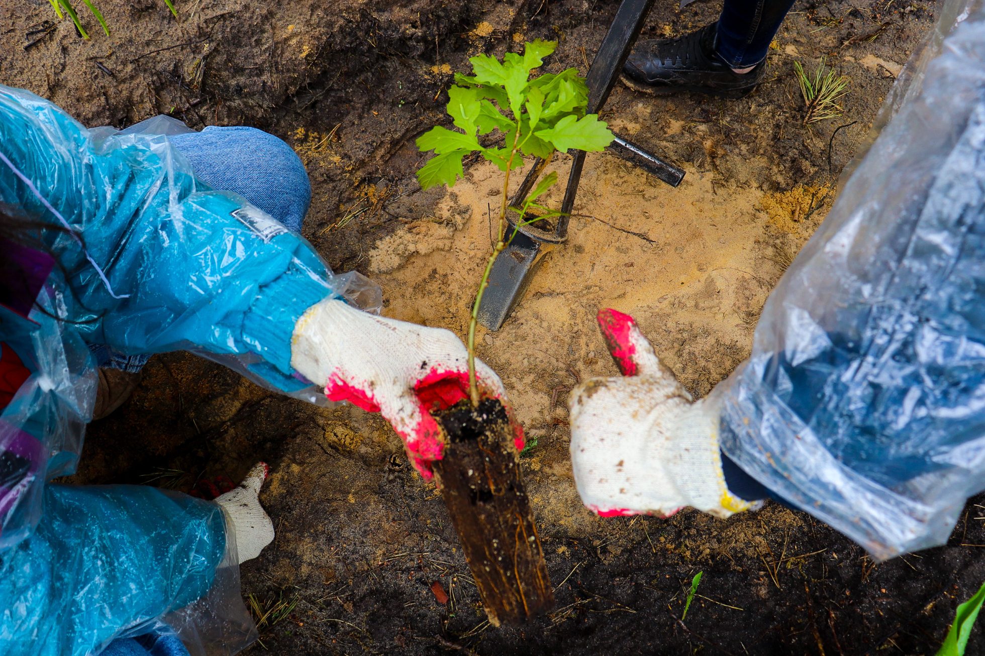 Planting trees as part of LOT action for the environment
