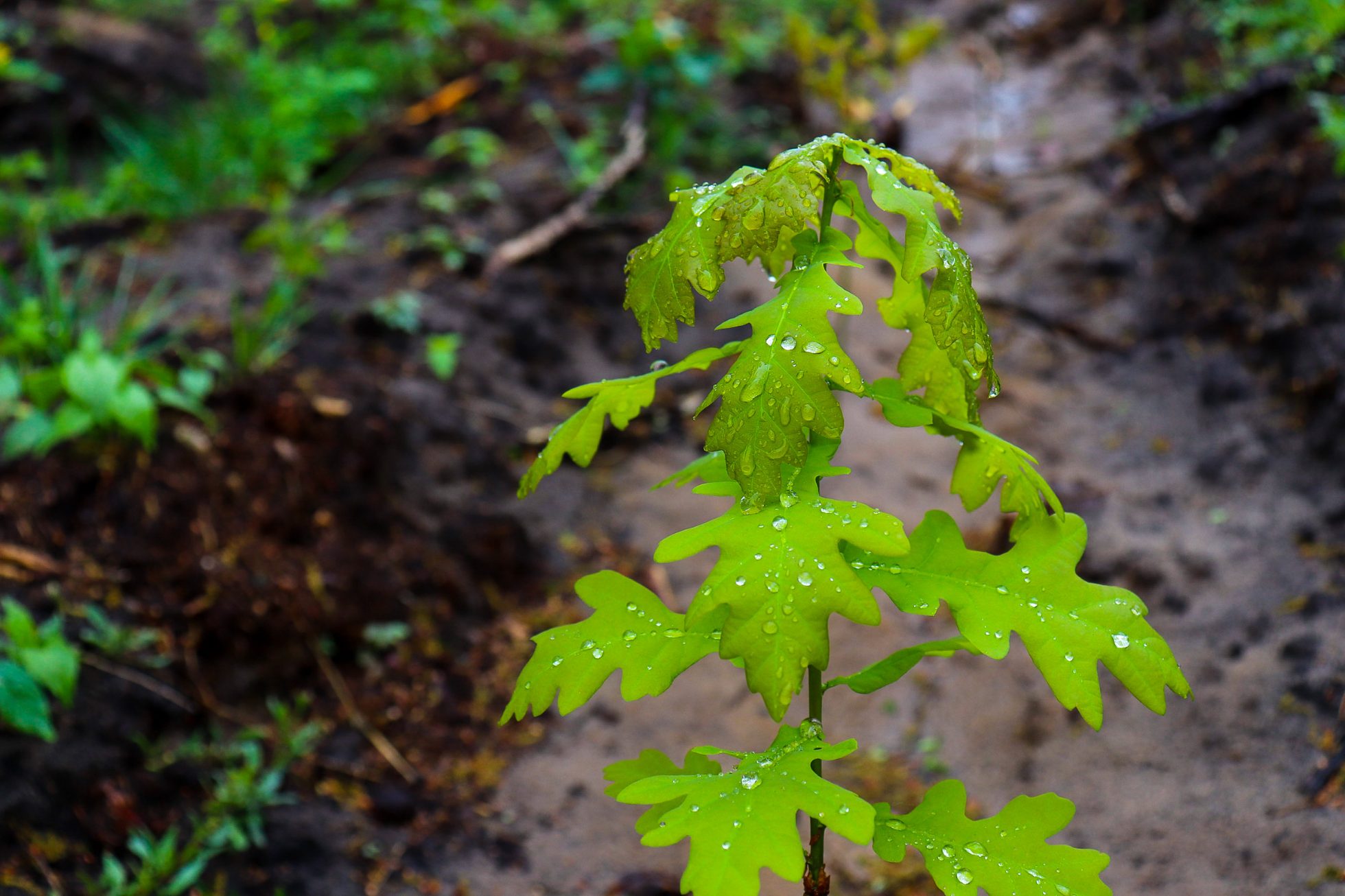 Planting trees as part of LOT action for the environment