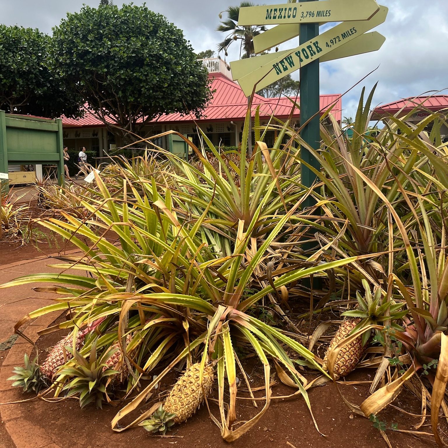 Na obrazku widzimy plantację ananasów na Oahu.