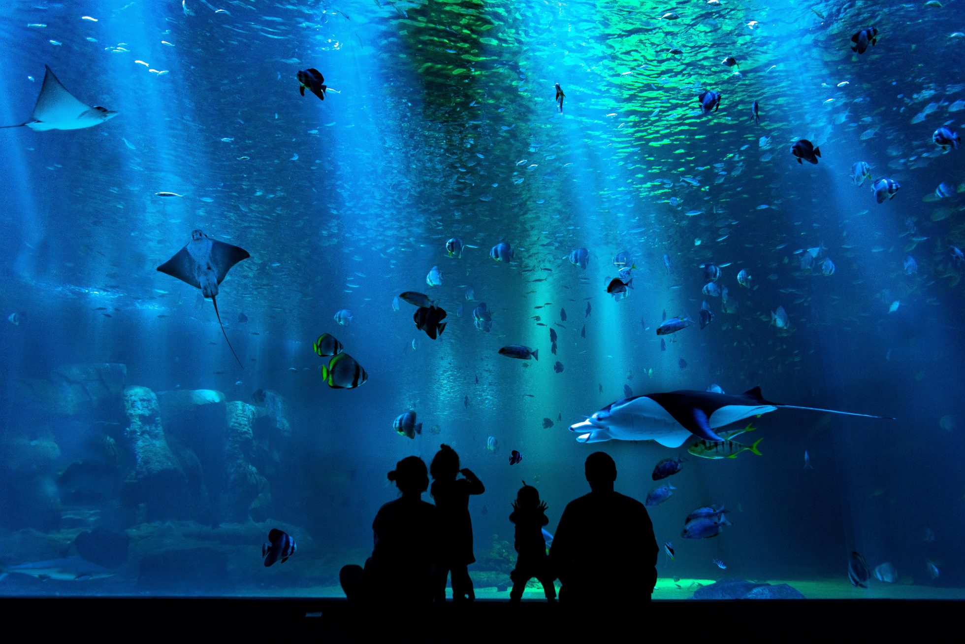 ludzie patrzący na ryby w oceanarium